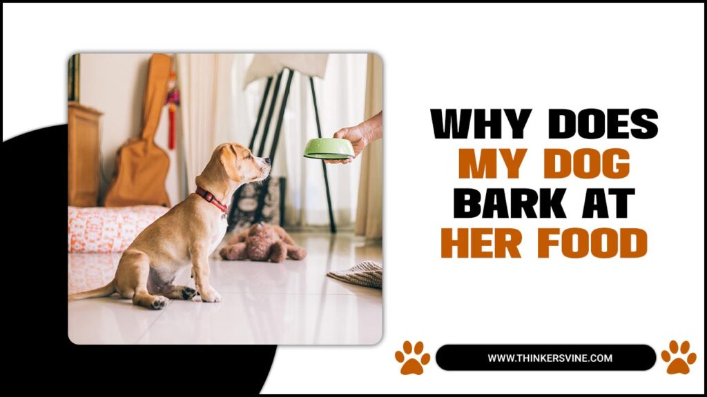 Why Does My Dog Bark At Her Food? 11 Probable Reasons