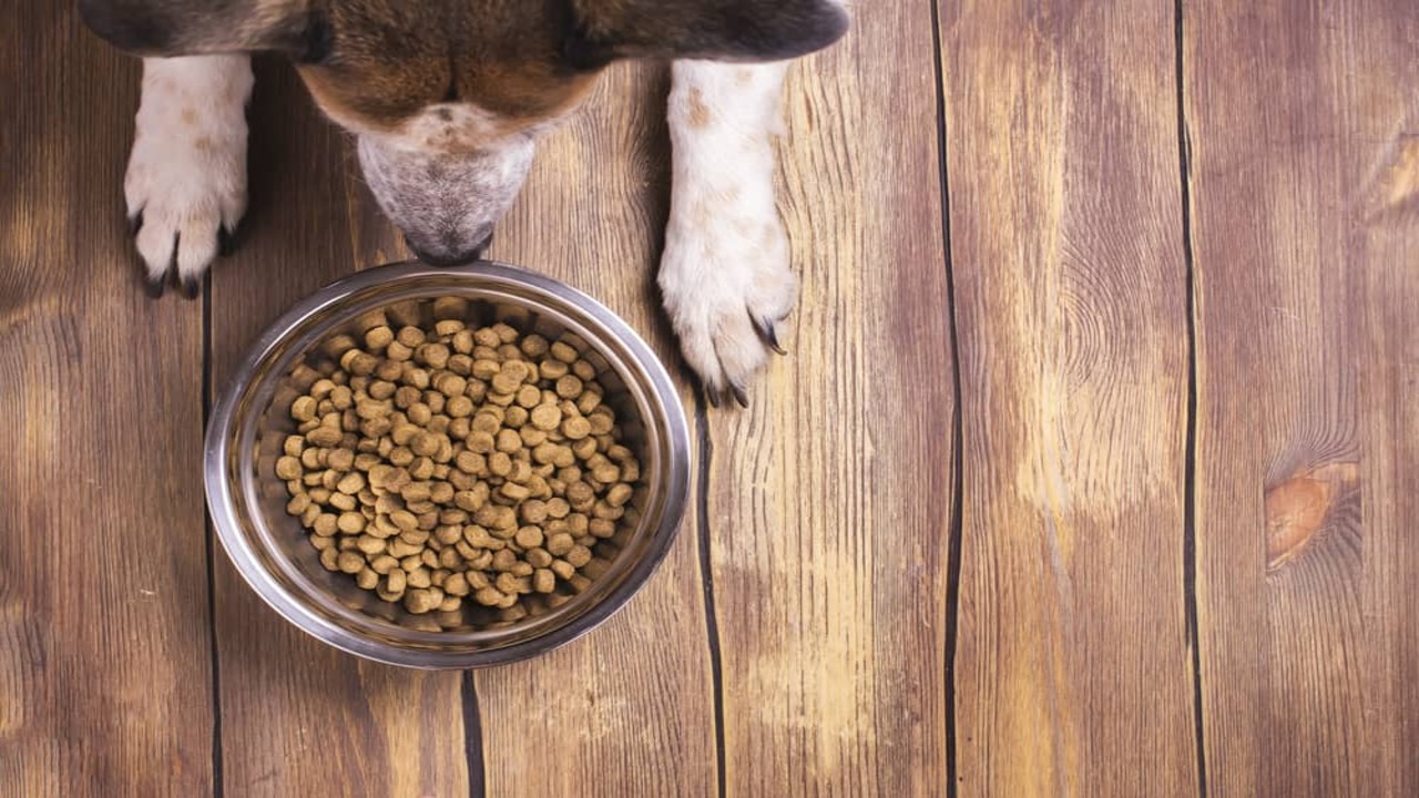 Why Does My Dog Bark At Her Food - 11 Reasons And Solutions