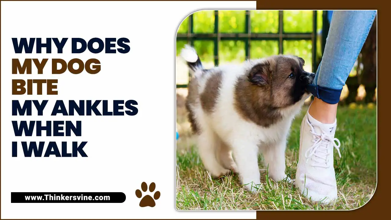 Why Does My Dog Bite My Ankles When I Walk? [What’s The Reason?]
