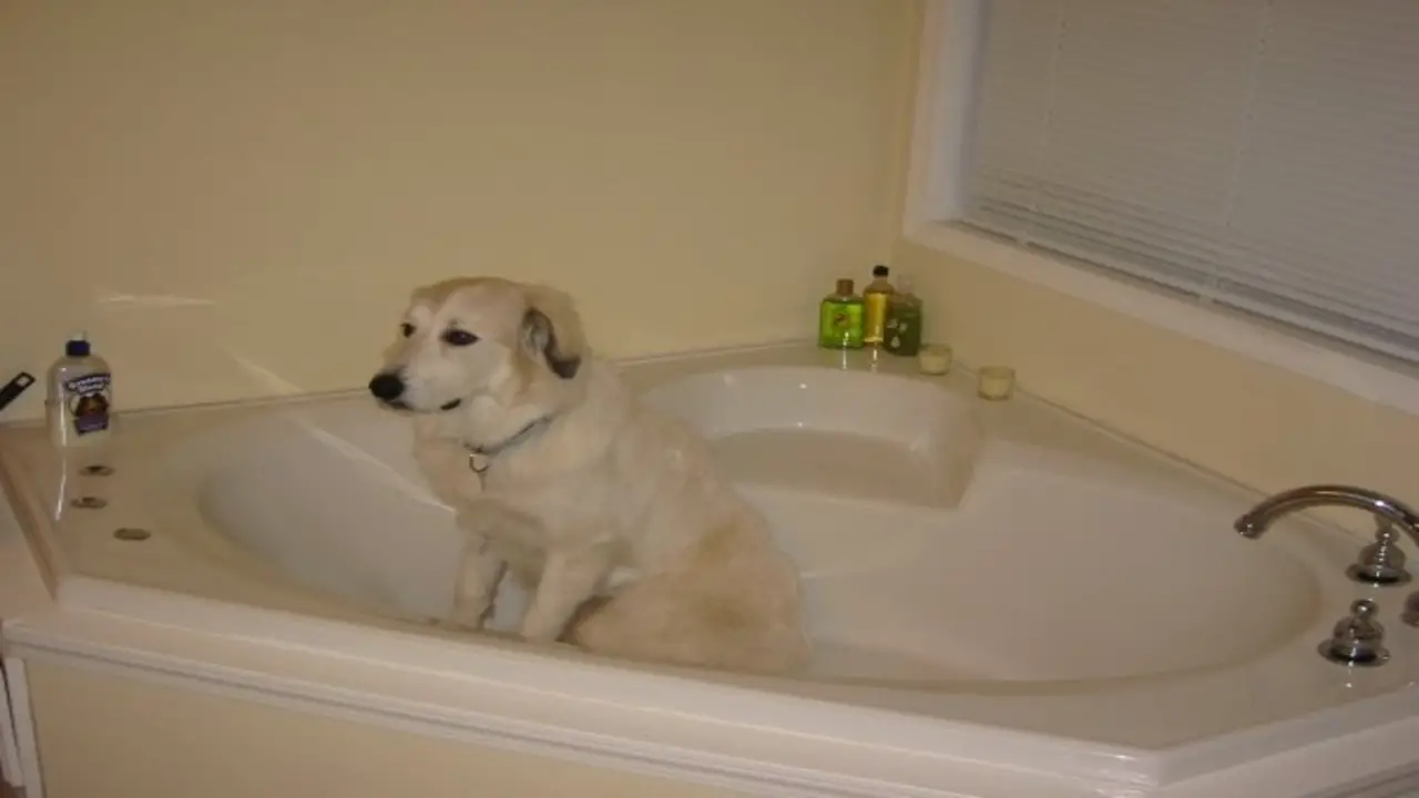 Why Does My Dog Hide In The Bathtub