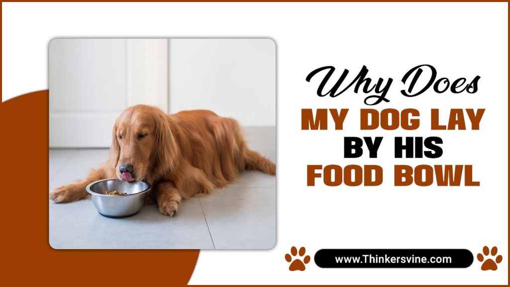 Why Does My Dog Lay By His Food Bowl 5 Main Reasons