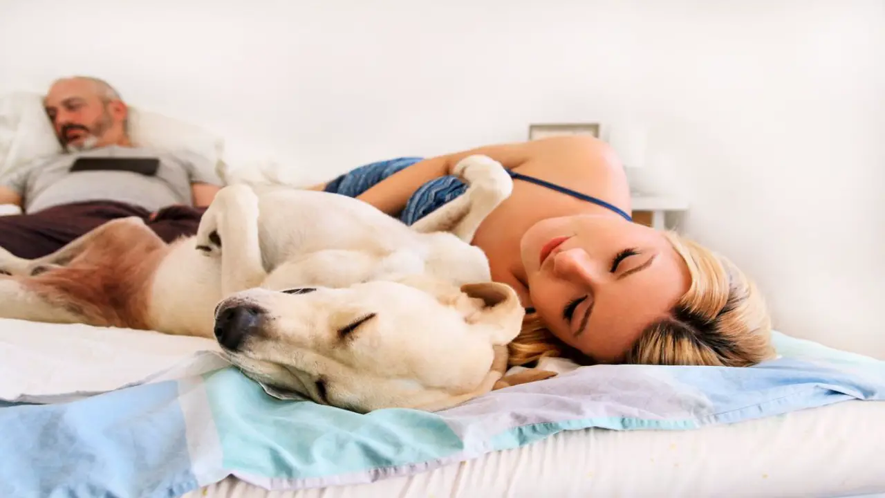 Why Does My Dog Sleep Between My Husband And I - 11 Main Reasons