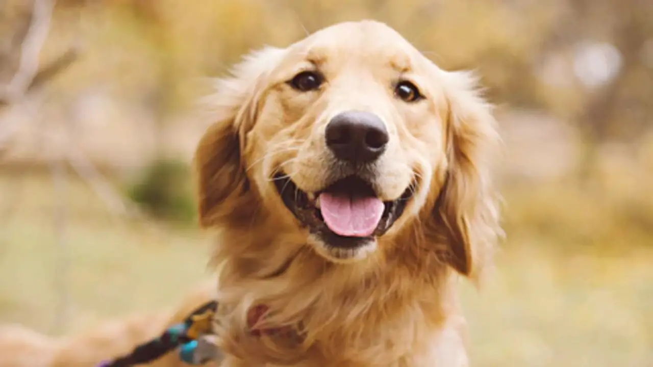 Why Golden Retrievers Have A Bump On Their Head – In Details