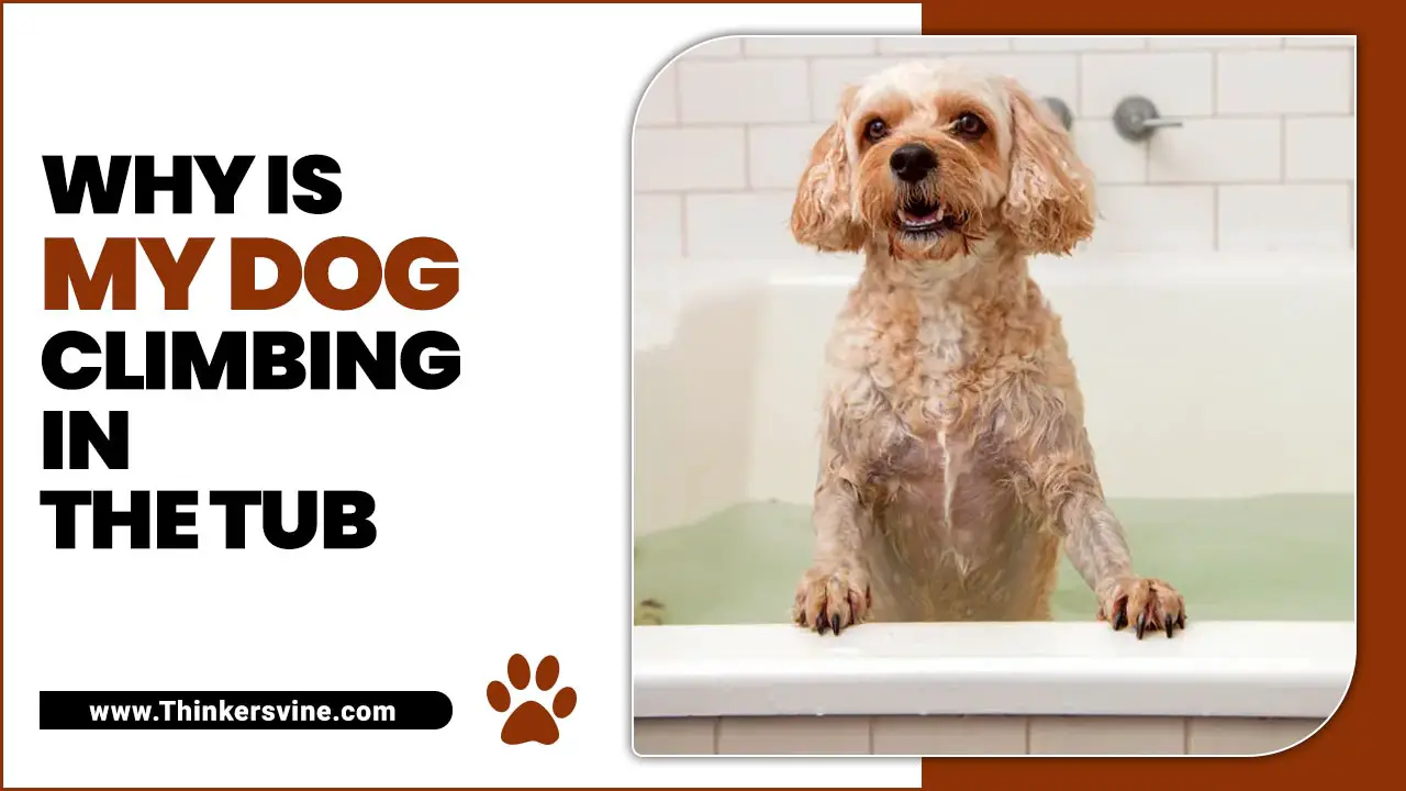 Why Is My Dog Climbing In The Tub? [Reasons & Probable Solutions]