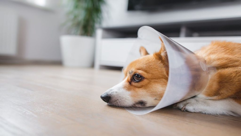 Illustration of Reasons For Vomiting After Spaying Surgery
