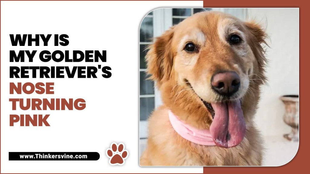 Why Is My Golden Retriever's Nose Turning Pink Explained!