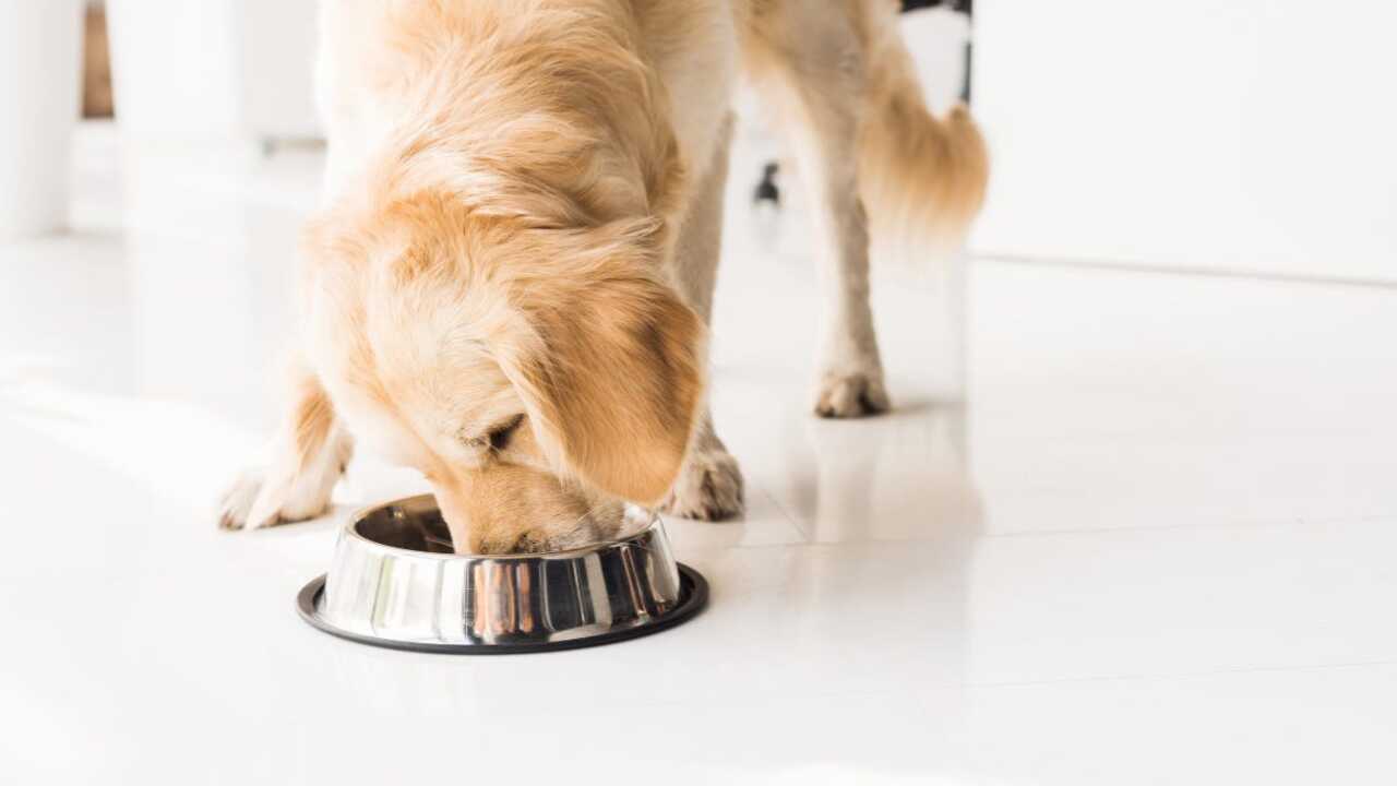 Your Dog Has A Diet Deficiency
