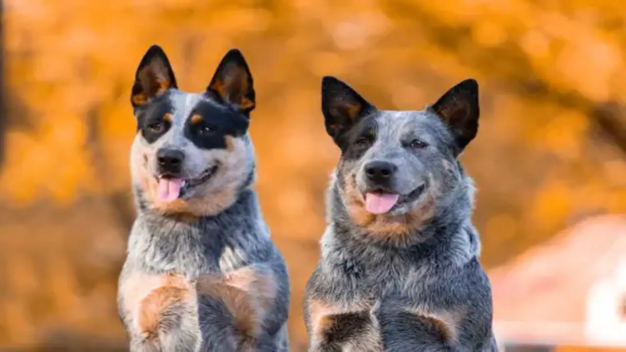 10 Best Companions For Your Blue Heeler