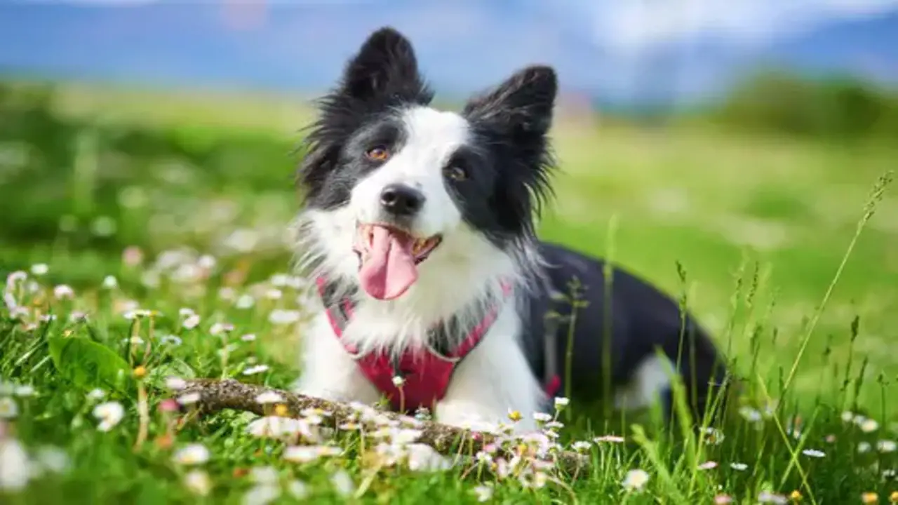 10 Essential Training Commands For Border Collies