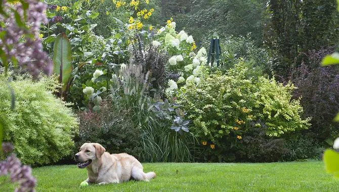 10 Expert Tips On How To Landscape A Dog Friendly Garden