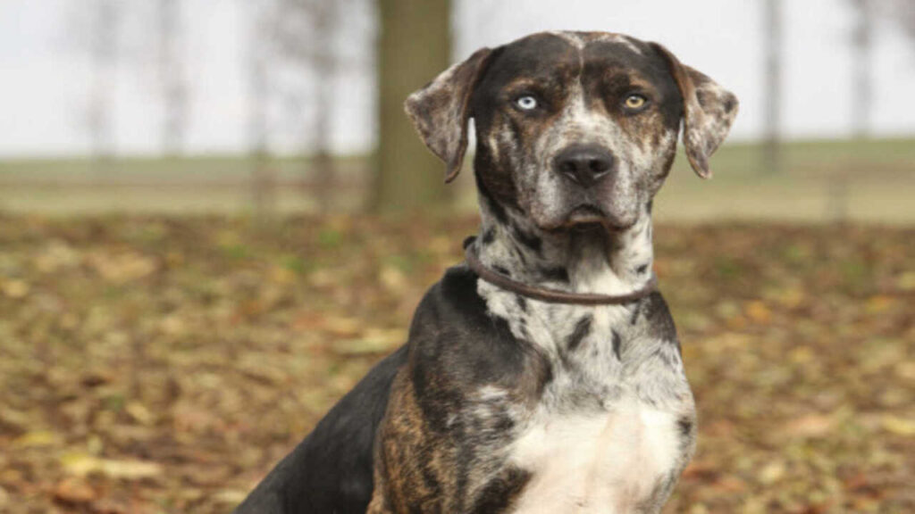 10 Captivating Catahoula Leopard Dog Colorings: A Visual Extravaganza
