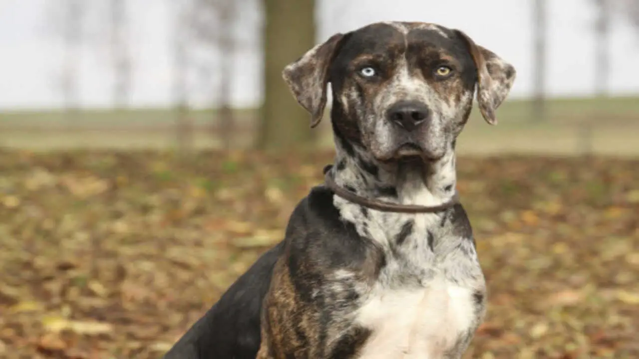 10 Fun Facts About Catahoula Leopard Dogs