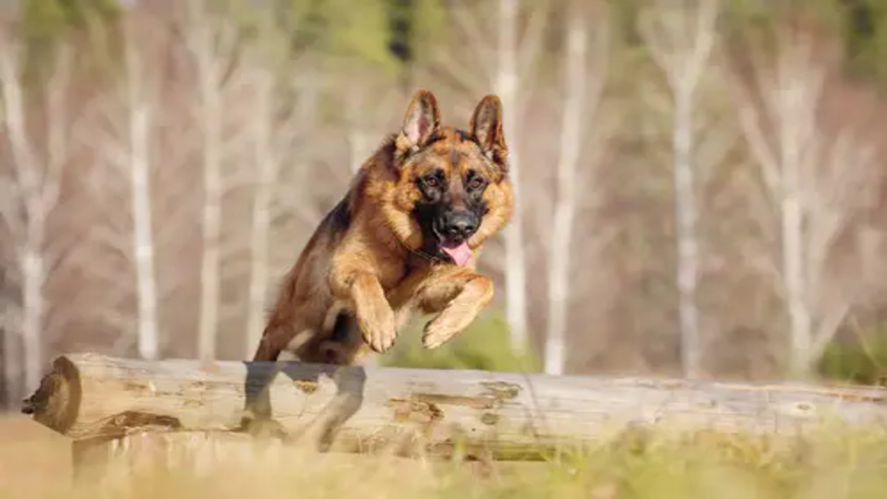 10 Funny German Shepherd Quirks