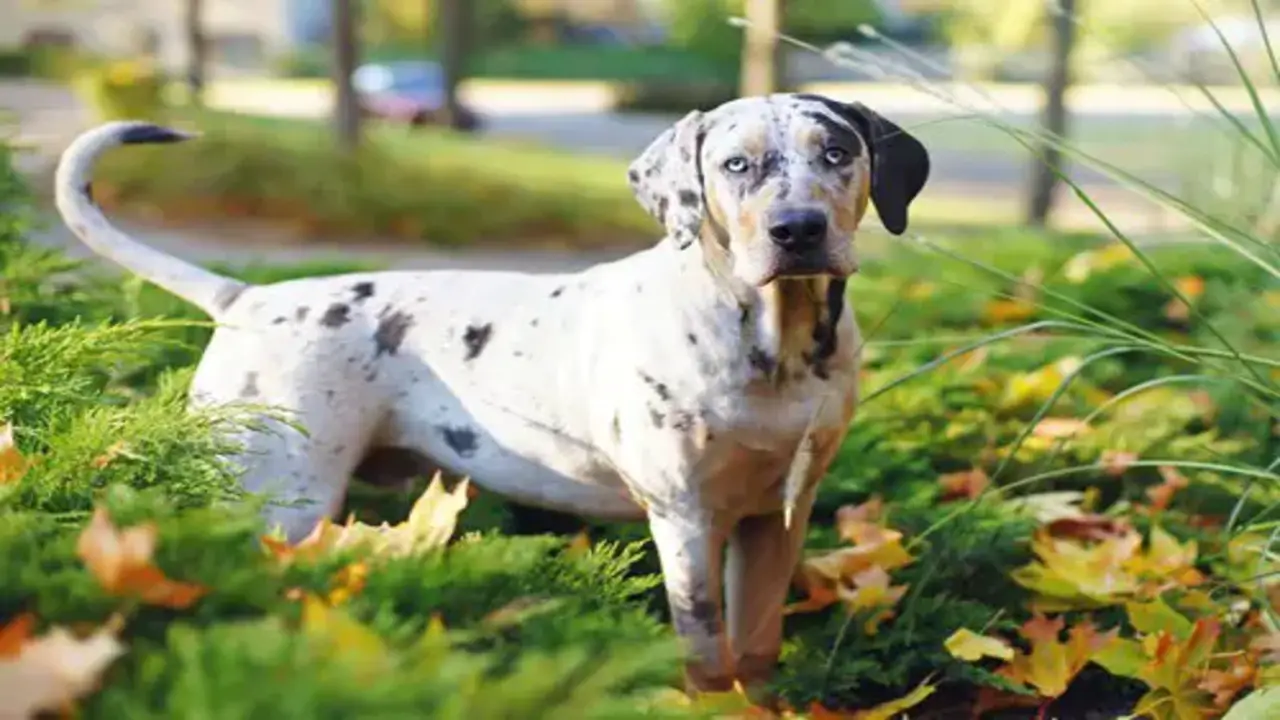 10 Perfect Jobs For Your Catahoula Leopard Dog