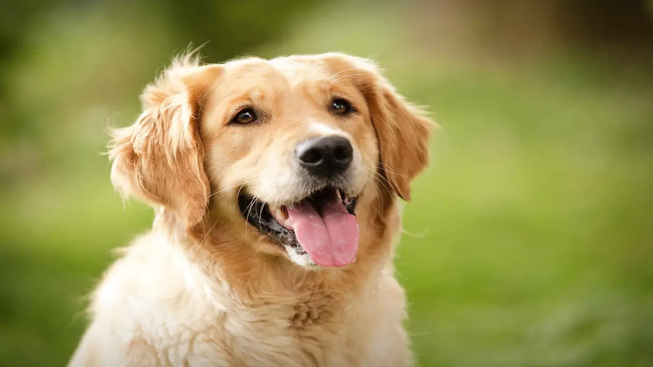 10 Reasons Why Golden Retrievers Make Great Pets