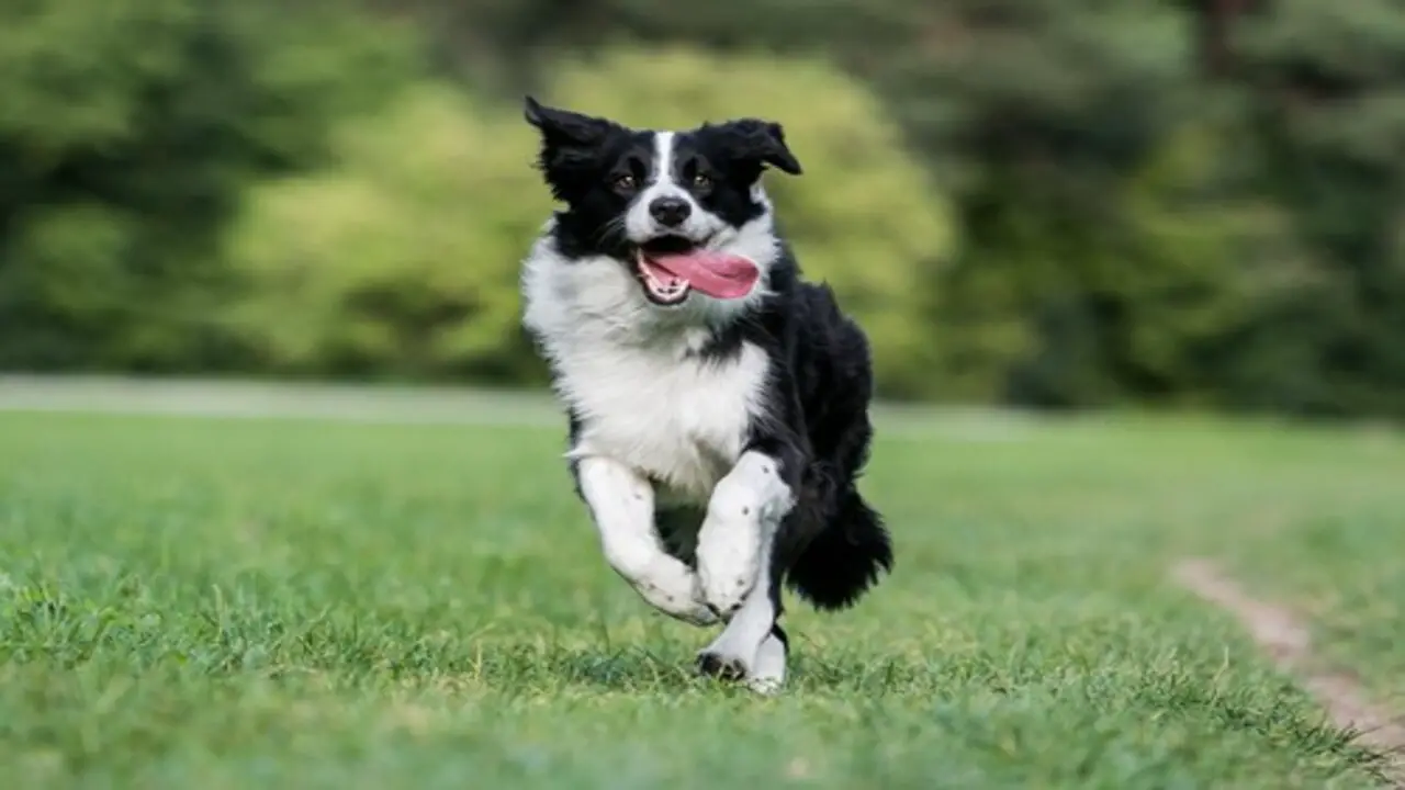 10 Ways To Bond With Your Border Collie