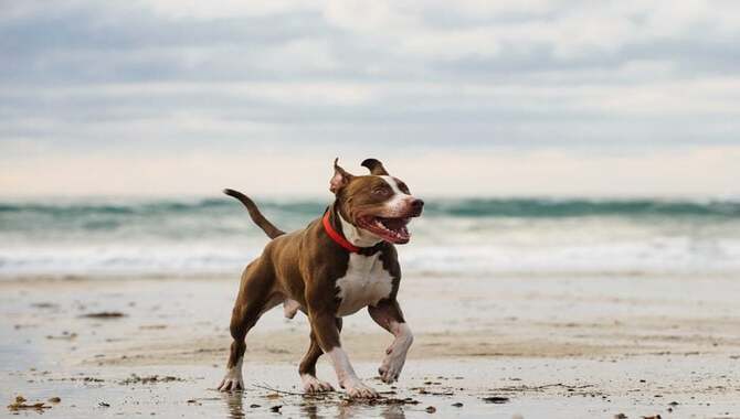 15 Best Dog-Friendly Beaches In The United States Your Pooch Will Love