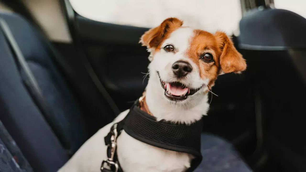 5 Reasons Car Rides Are Mentally Stimulating For Dogs