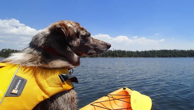 5 Steps On How To Kayak With A Dog