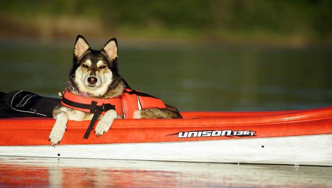 6 Best Kayaks For Dogs