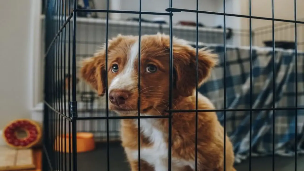 6 Reasons Why Should You Put Your Dog In A Crate At Night