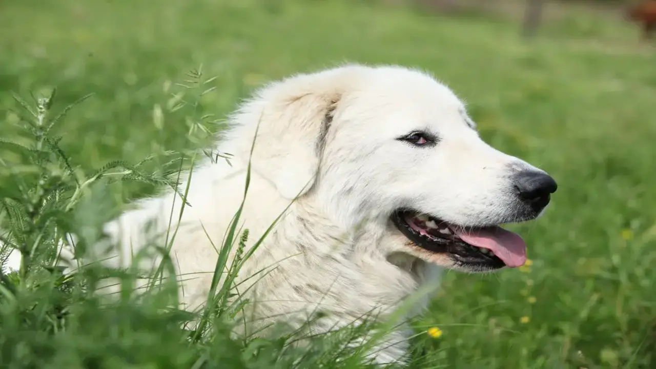 6 Reasons Why Your Great Pyrenees Sits On You