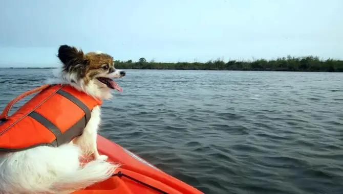 6 Tips On How To Modify A Kayak For A Dog