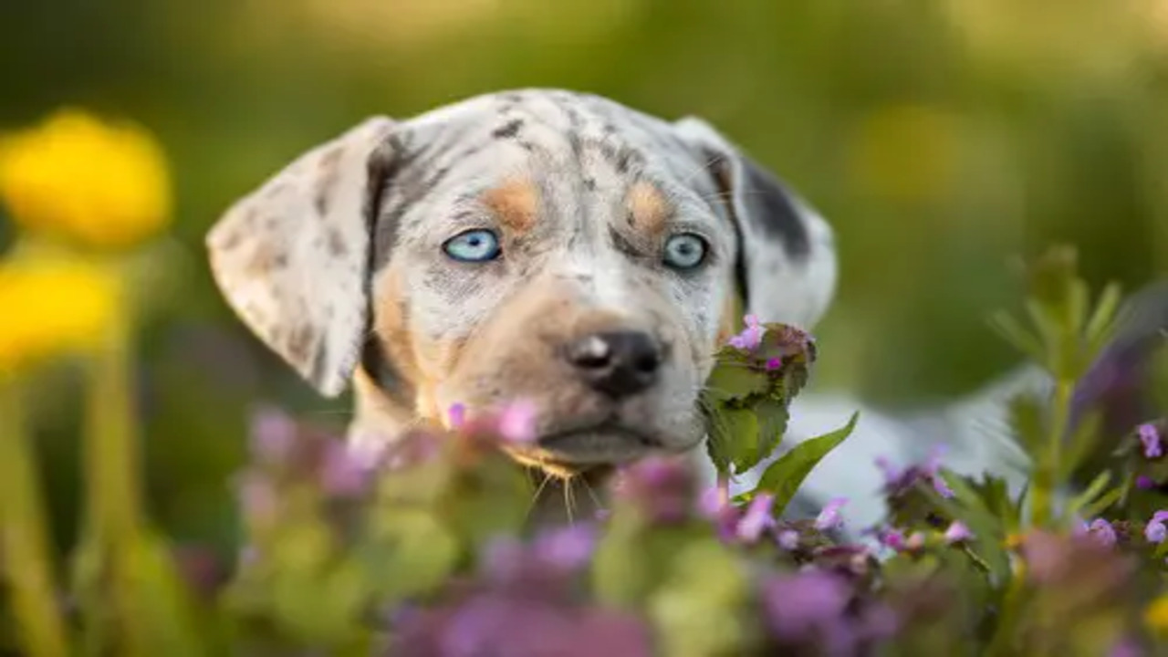 7 Best Catahoula Leopard Dog Breeders In Texas