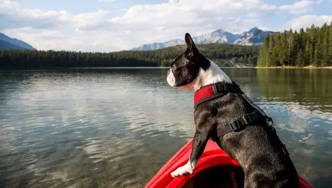 7 Tips On How Do I Get My Dog To Stay On A Kayak
