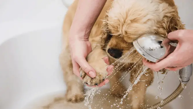 7 Ways On How To Clean Your Dog's Paws After A Walk