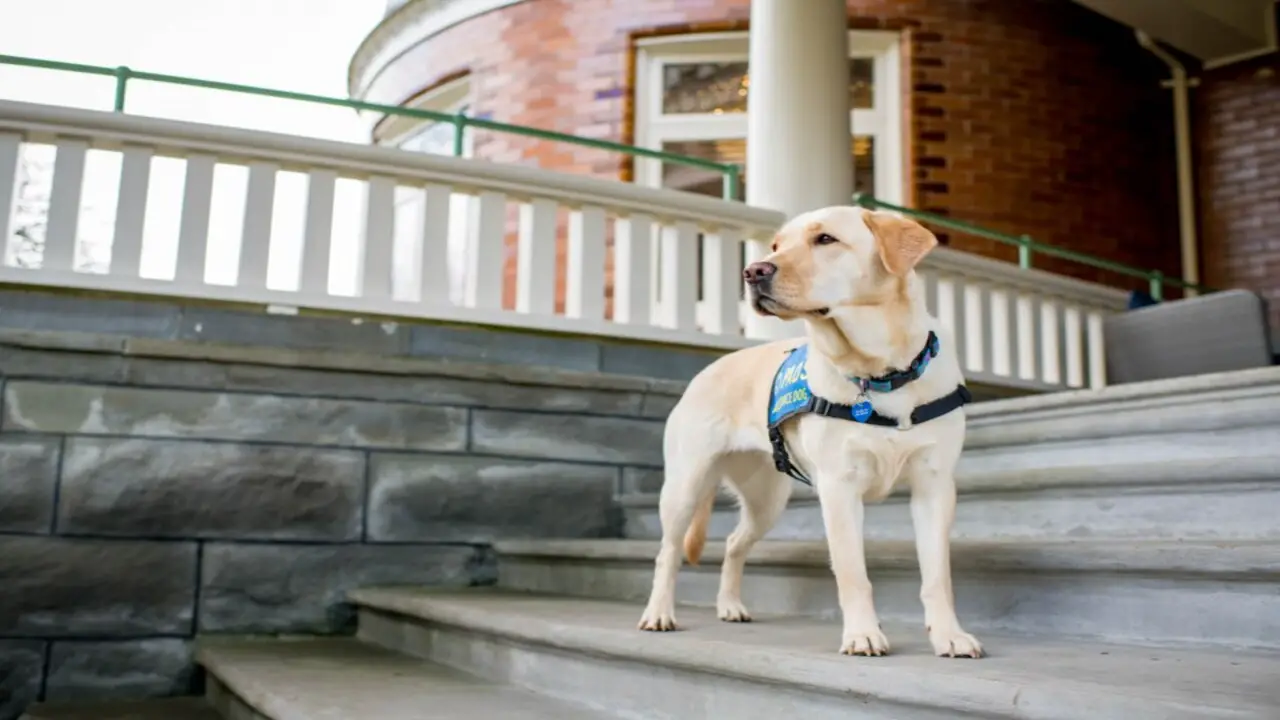 7 Ways To Get Service Dogs In British Columbia