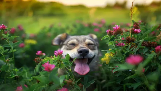 9 Pet-Safe Flowers For Dog