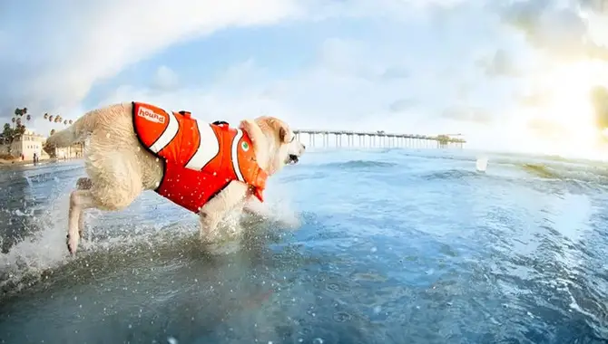 9 Tips On How Do I Choose A Life Jacket For My Dog