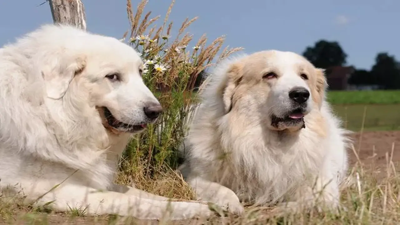 A List Of 10 Goofy Great Pyrenees Quirks