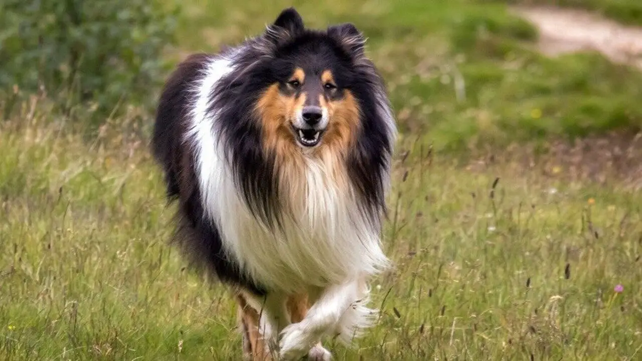 About Rough Collie