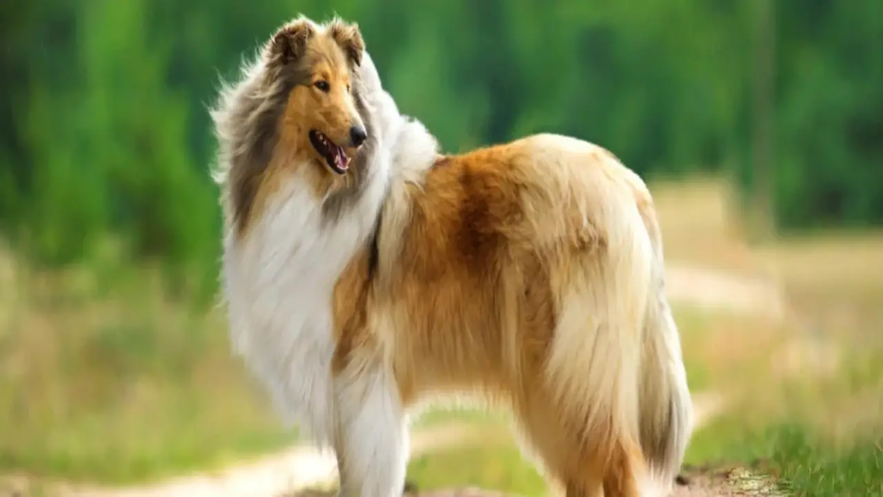 About Rough Collie