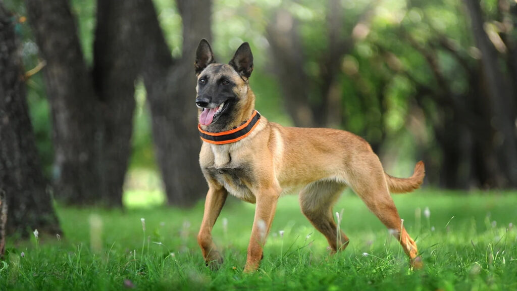 Essential Training Commands For Your Belgian Malinois: Guide