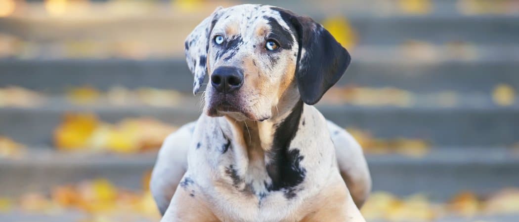 Advantages Of Owning A Catahoula As A Pet