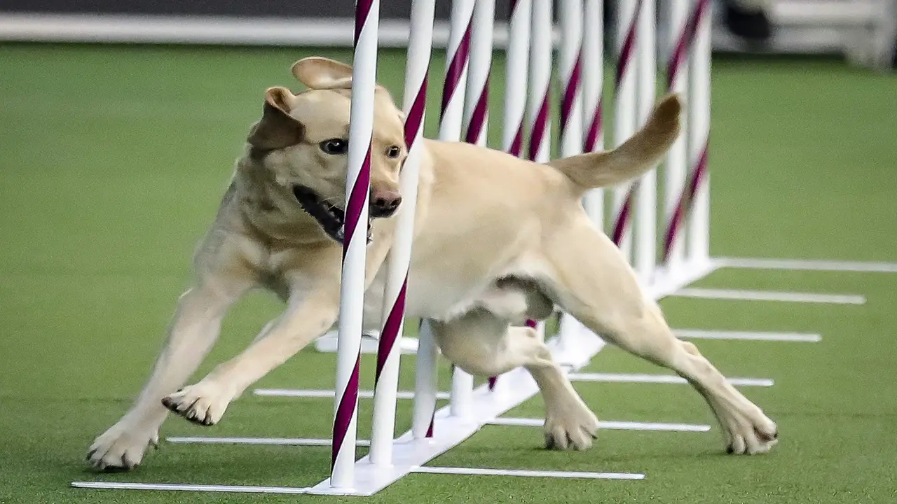 Agility And Obedience Competitor