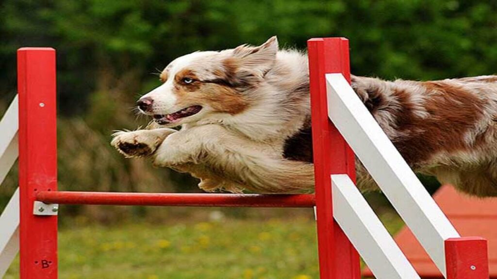 Mentally Stimulating Activities For Your Australian Shepherd Explained