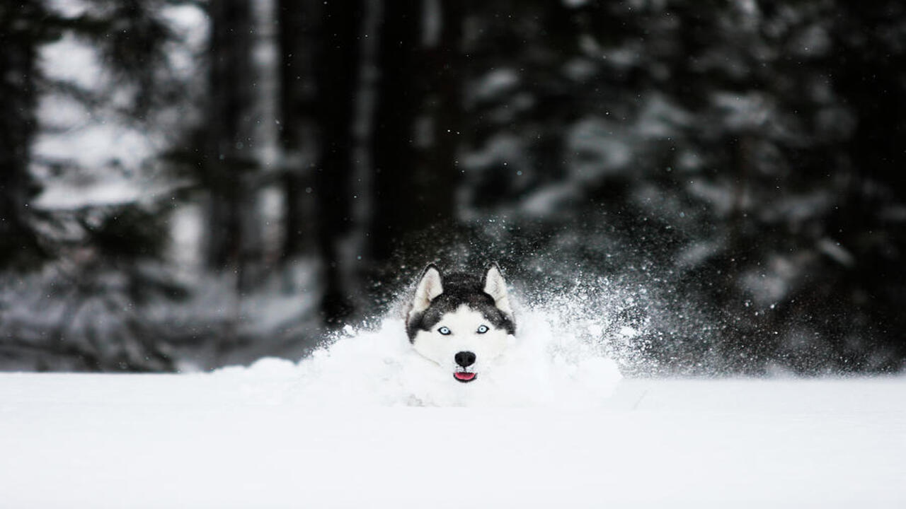 Agility Training With Your Husky