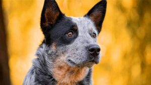 Blue Heeler Vs Queensland Heeler - What's the Difference?