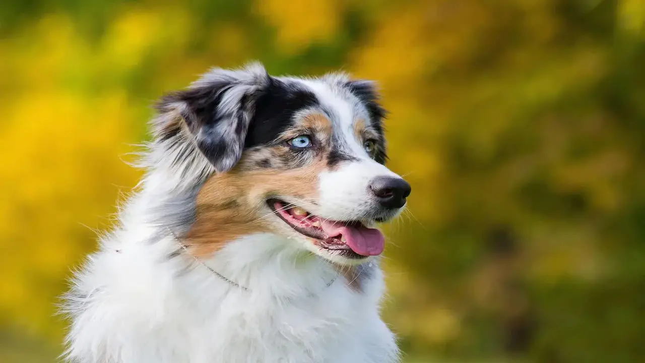 Are Australian Shepherds Aggressive Chewers - Explained