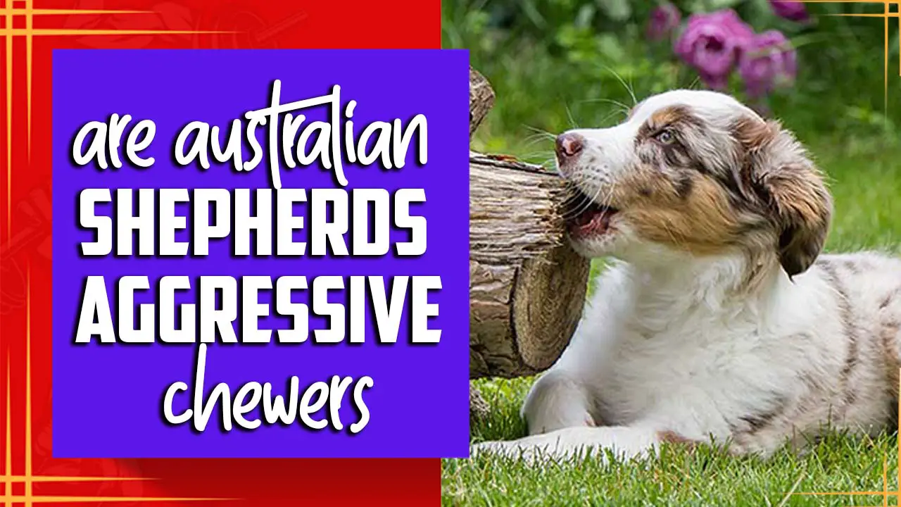 Are Australian Shepherds Aggressive Chewers