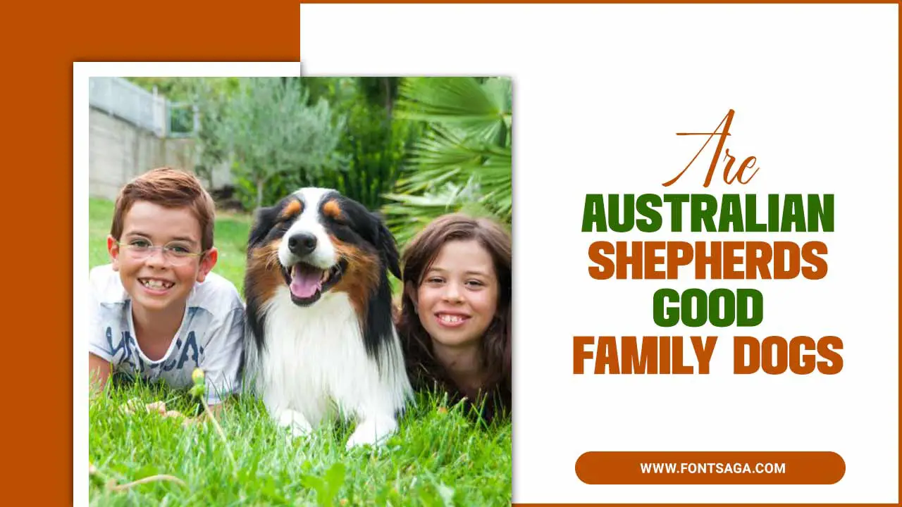 Are Australian Shepherds Good Family Dogs