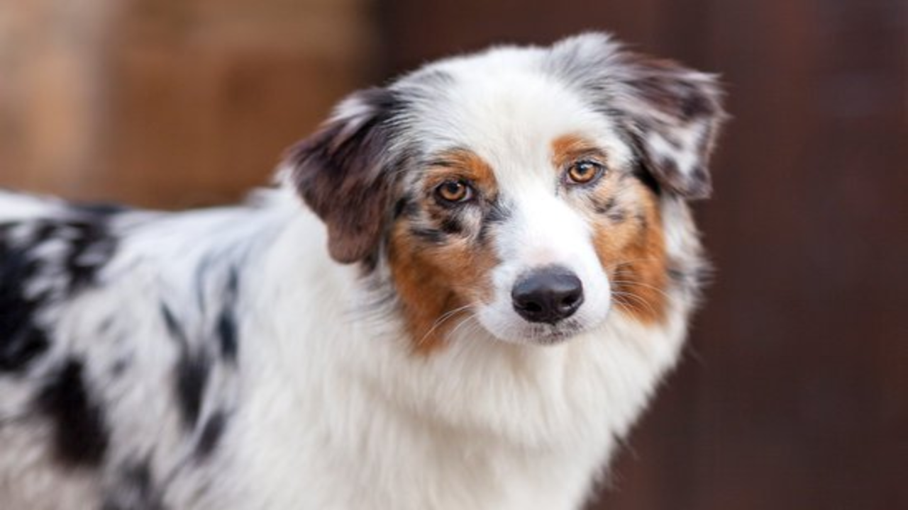 Are Australian Shepherds Suitable For Apartments