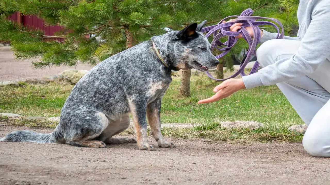 Are Blue Heeler’s One Person Dogs Explained.jpg