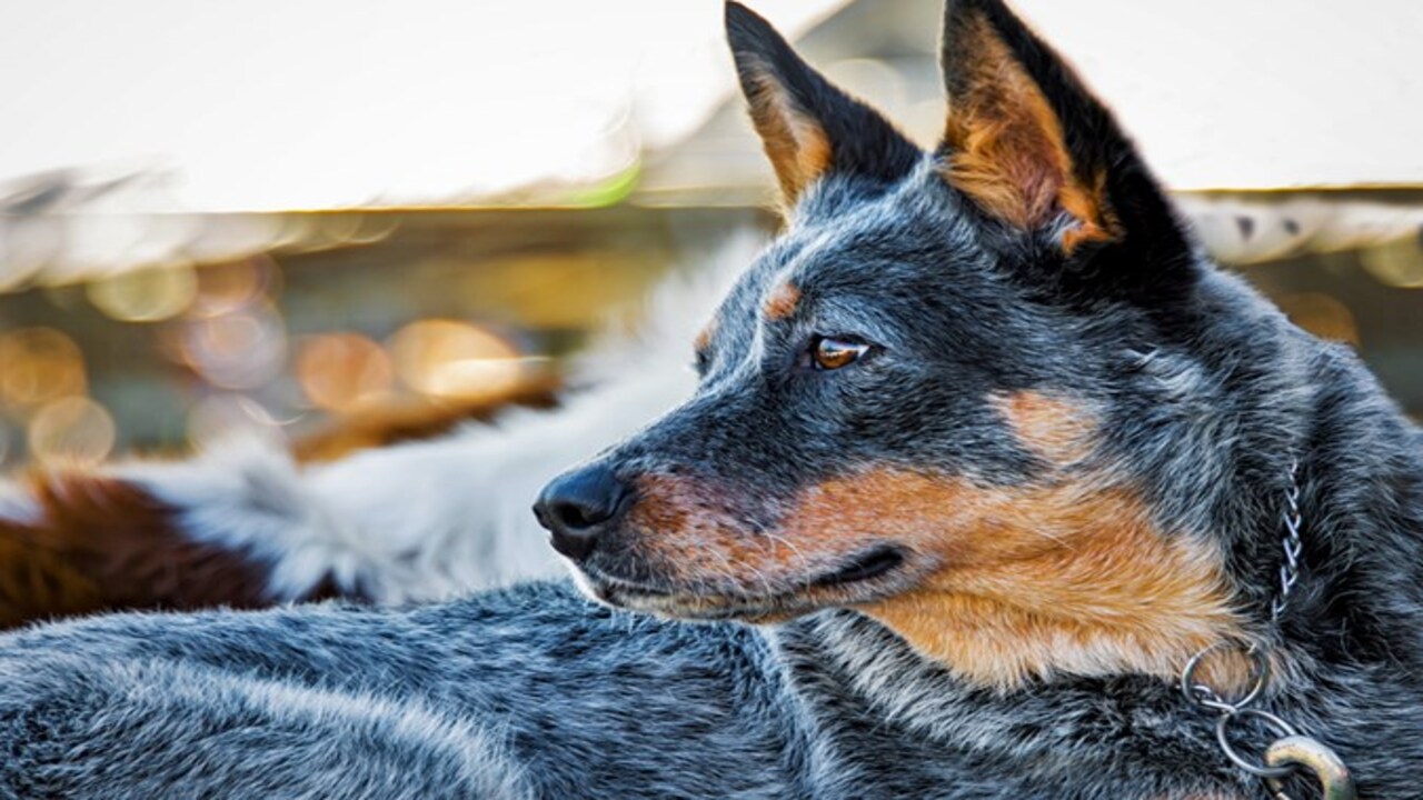 Are Blue Heelers Suited For Apartment Living