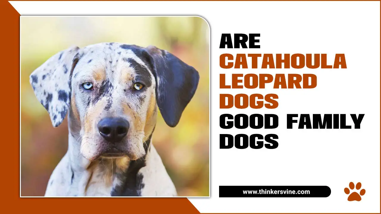 Are Catahoula Leopard Dogs Good Family Dogs