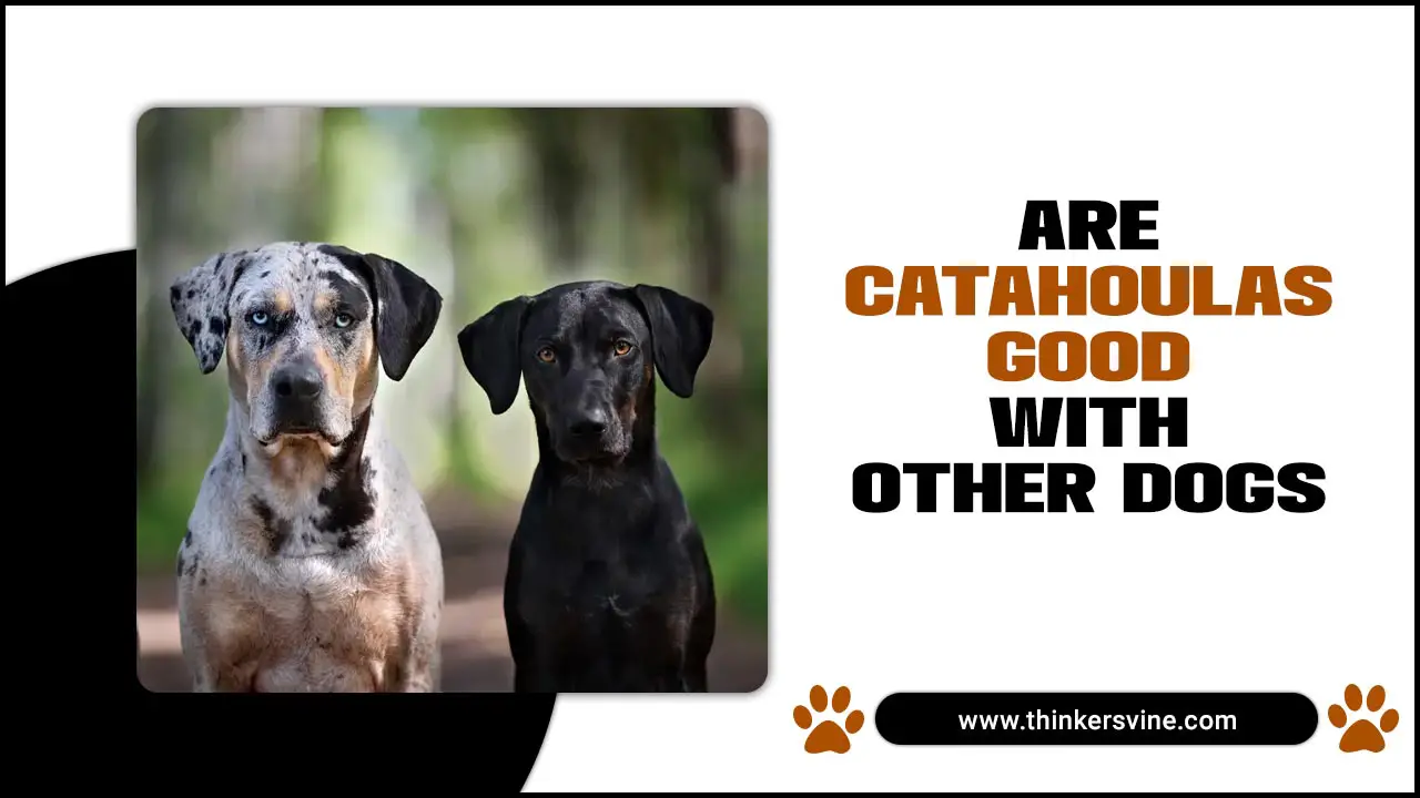 Are Catahoulas Good With Other Dogs